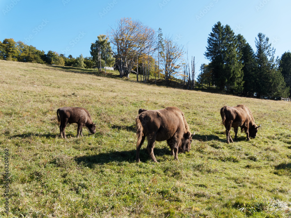 European bisons (Bison bonasus). Giants of the forest and pasture in a reserve Black-Forest (Germany)
