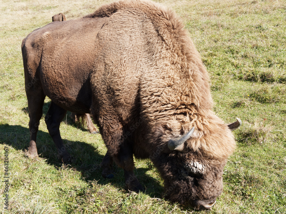 Side view of a European bison bull (Bison bonasus). Dark- and reddish-brown coat. Heaviest wild land mammal animal in Europe Side view of a European bison bull (Bison bonasus). Dark- and reddish-brown coat. Heaviest wild land mammal animal in Europe