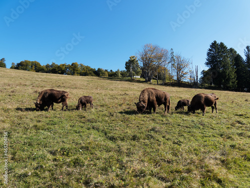  Bison bonasus  Small herd of European bisons  male  female and calves  roaming and browsing grass in a meadow of Black-Forest in Germany 