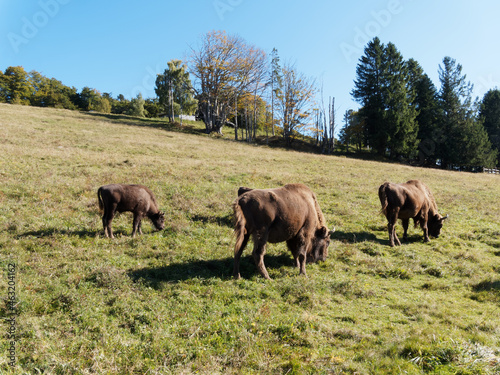 European bisons (Bison bonasus). Giants of the forest and pasture in a reserve Black-Forest (Germany) 