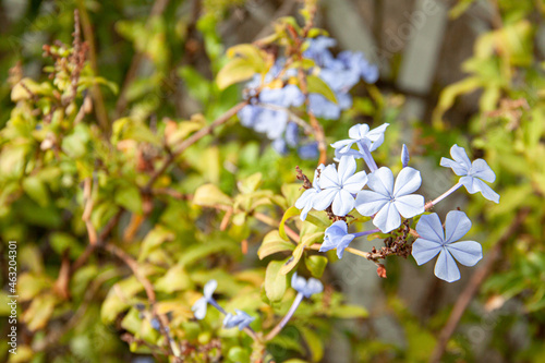 Flores azules en la naturaleza con sol luces y sombras 
