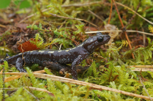 Closeup on an adul male of the endangered Caucasian salamander , Mertensiella caucasica, in green moss