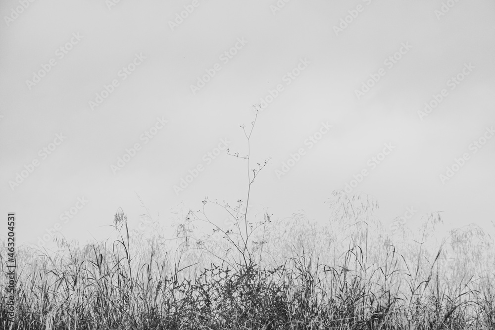 Ramas en naturaleza blanco y negro Ramas en naturaleza blanco y negro