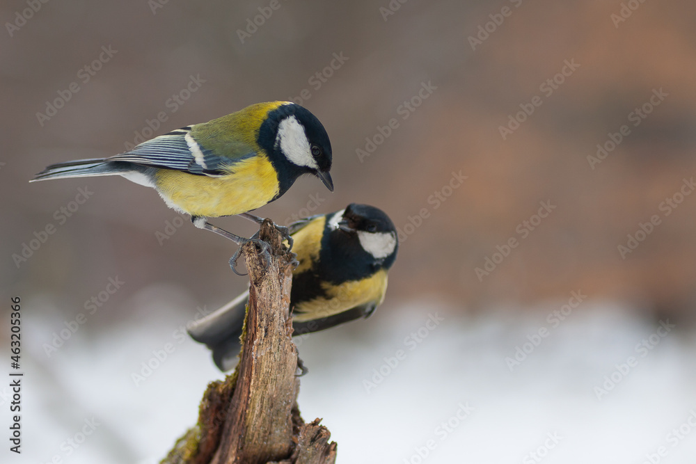 Fototapeta premium Great tit 