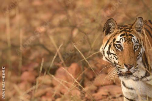 Side view portrait of Female Royal bengal tiger at Bandhavgarh