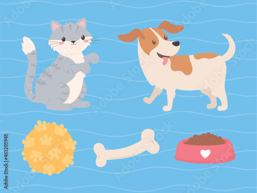 pets cat dog