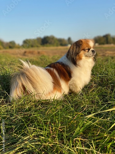 Kleiner Hund sitzt mit geschlossenen Augen auf einer Wiese am Feldrand und genießt die Sonne. Tibet Spaniel, Shih Tzu, Pekingese, Landleben, Haustier