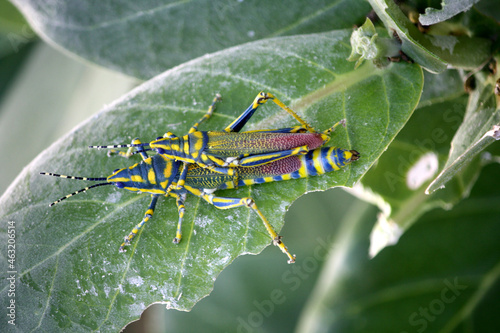 Painted grasshopper (Poekilocerus pictus) : single individual and a mating pair on a leaf of Crown flower plant photo
