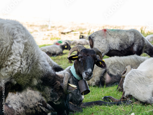 black goat in herd looking at the camera