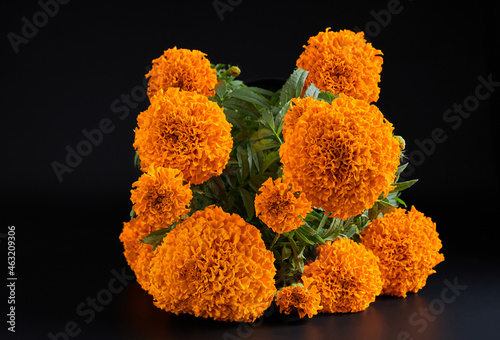 Flor de cempasúchil se utiliza como decoración y ofrenda de día de muertos. photo