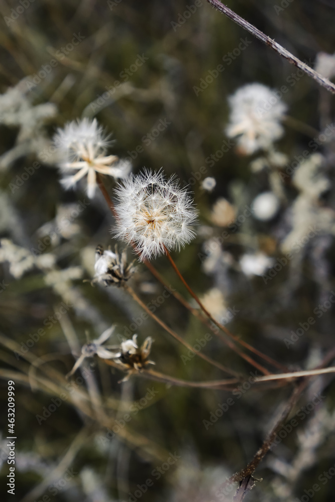 Abstract floral background. Dandelion blow ball flower. Dry field grass close up. Fall season nature. Abstract floral background. Dandelion blow ball flower. Dry field grass close up. Fall season nature.