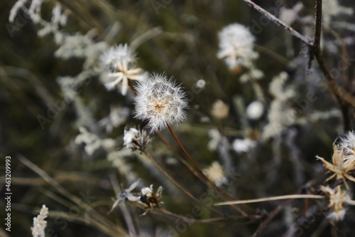 Abstract floral background. Dry field grass close up. Countryside autumn nature. Dandelion blow ball flower.  © Oksana