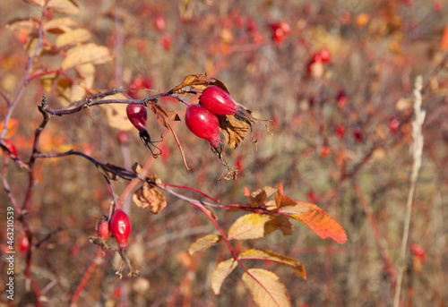 Rosehip bush with ripe berries in nature
