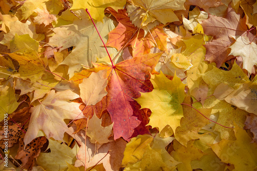 Autumn background of poplar and maple leaves of various colors and shades