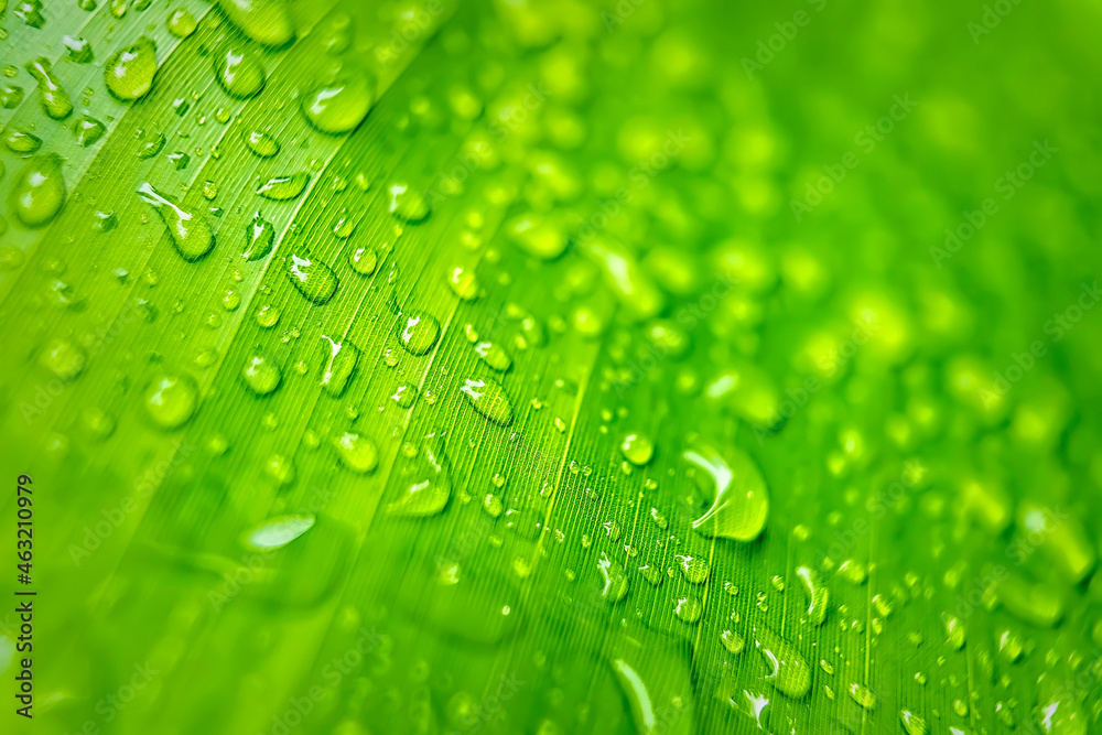 Macro closeup of Beautiful fresh green leaf banana with drop of water after the rain in morning sun nature background.