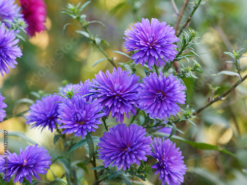 Blue Fall Aster. A variety of Aster novi-belgii with beautiful double blue flowers in late summer and autumn