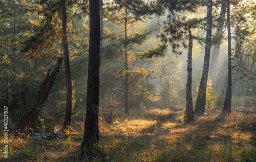 Wallpaper Mural Sunny morning in the forest. The sun's rays make their way through the branches of the trees. Beautiful nature. Nice walk. Torontodigital.ca