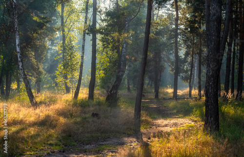 Sunny morning in the forest. The sun's rays make their way through the branches of the trees. Beautiful nature. Nice walk. © Mykhailo