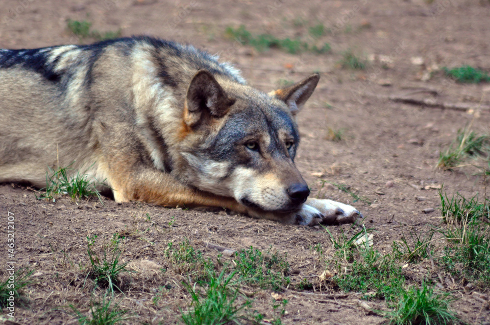 Obraz premium gray wolf lupus