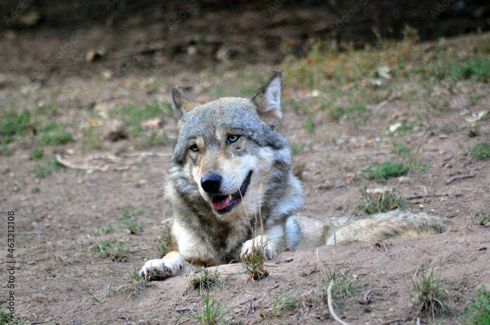 gray wolf canis lupus