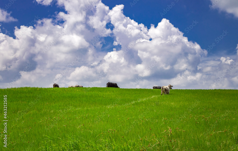 Cows in the field eating grass, photo of several cows in a green field with blue sky and copy space, A green field with cows eating grass and beautiful blue sky Cows in the field eating grass, photo of several cows in a green field with blue sky and copy space, A green field with cows eating grass and beautiful blue sky