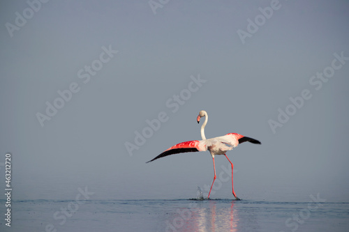 Lonely african flamingo walks in the blue lagoon on a sunny day