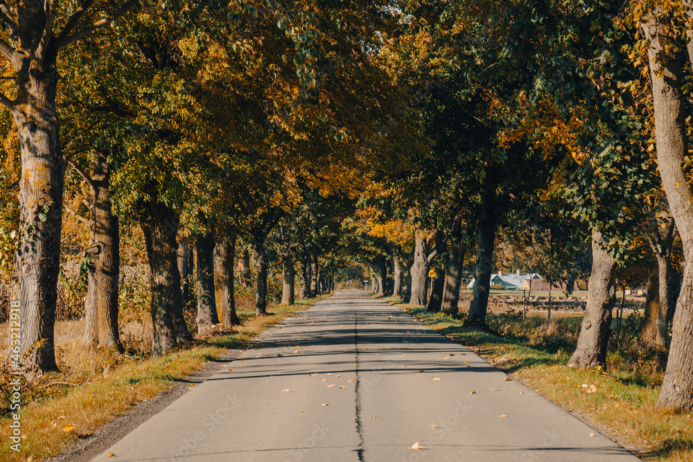 Droga asfaltowan otoczona jesiennymi drzewami