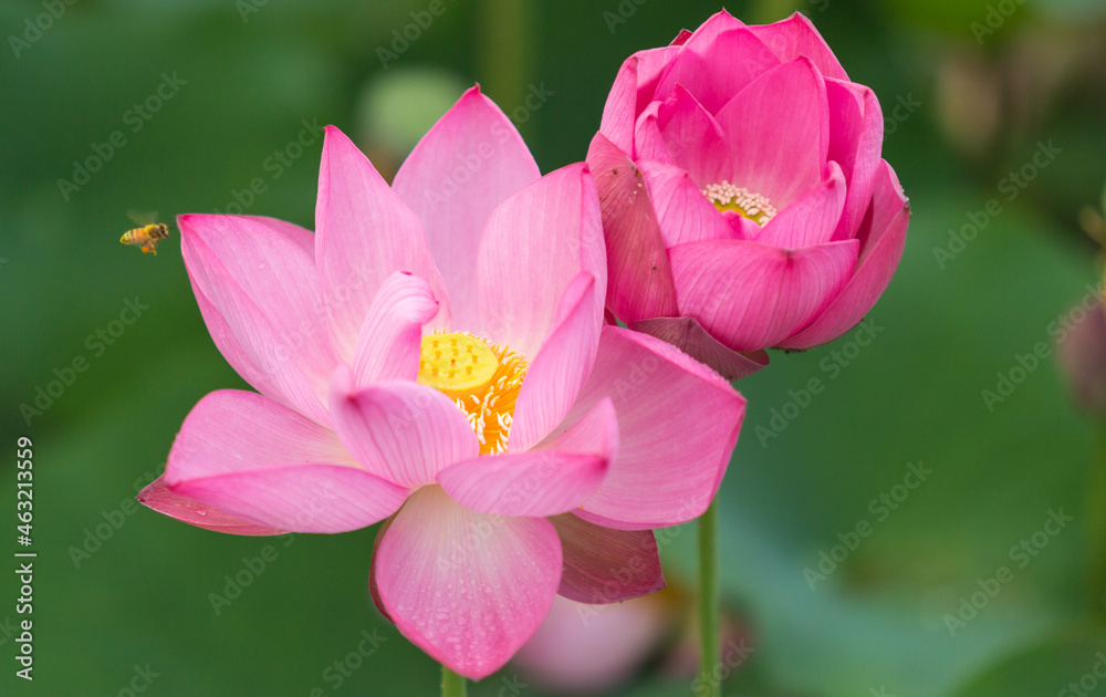 Fototapeta premium 日本_ハスの花 pink lotus flower