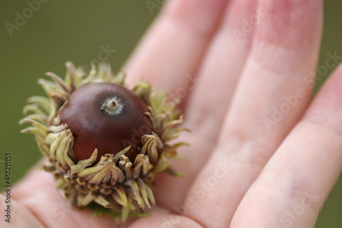 手のひらの上のクヌギ