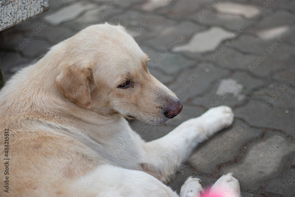 The white dog was lying in loneliness and sadness waiting for his owner. The white dog was lying in loneliness and sadness waiting for his owner.