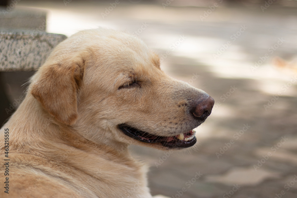 A brown dog is waiting for its owner in loneliness. A brown dog is waiting for its owner in loneliness.
