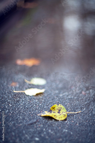 Closeup Yellow autumn leaves lying in a puddle on a blurred background.