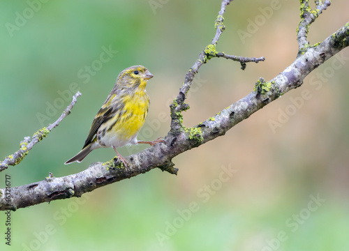 European Serin (Serinus serinus) male bird on branch