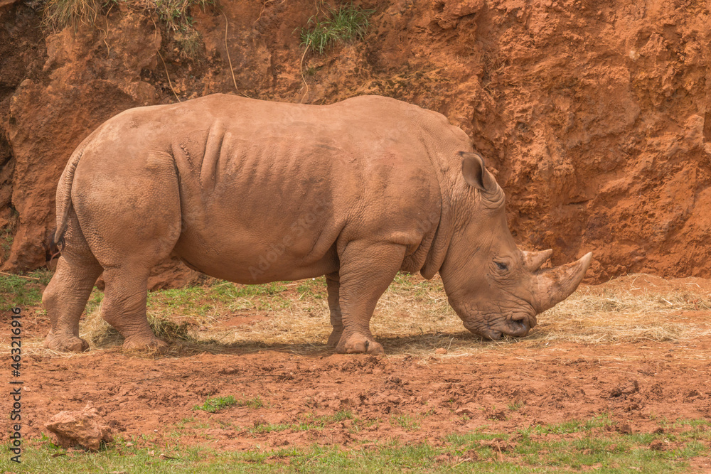 Obraz premium Nashorn