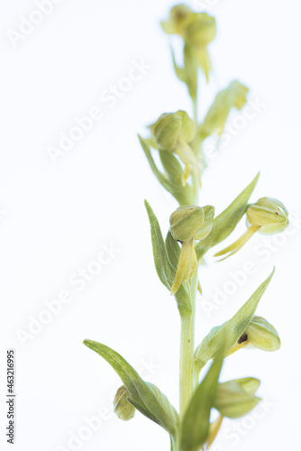 Coeloglossum viride, a small green orchid