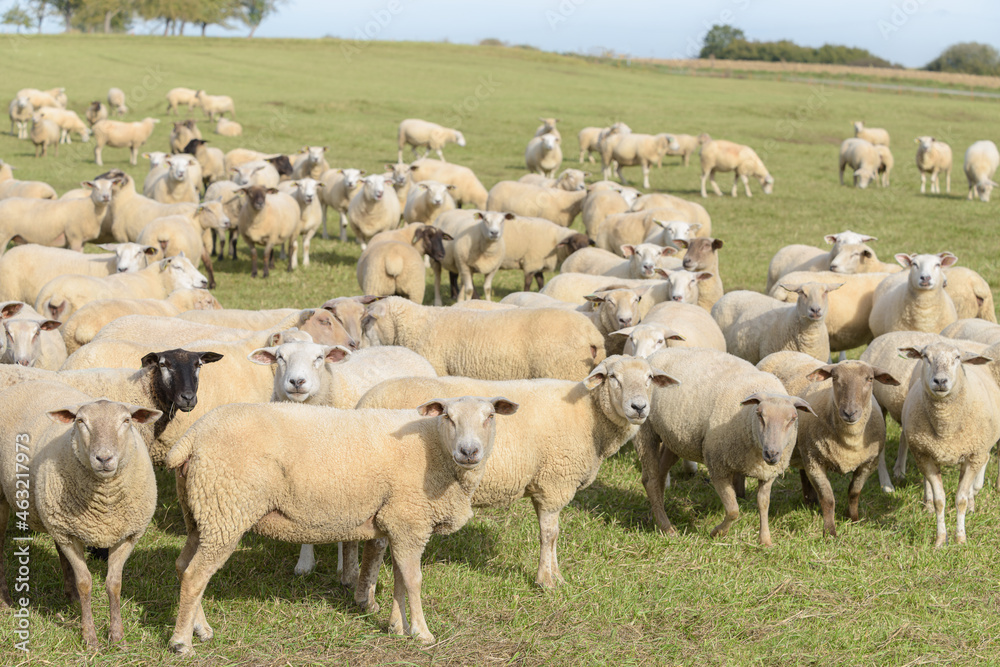 Fototapeta premium troupeau de moutons dans la verdure