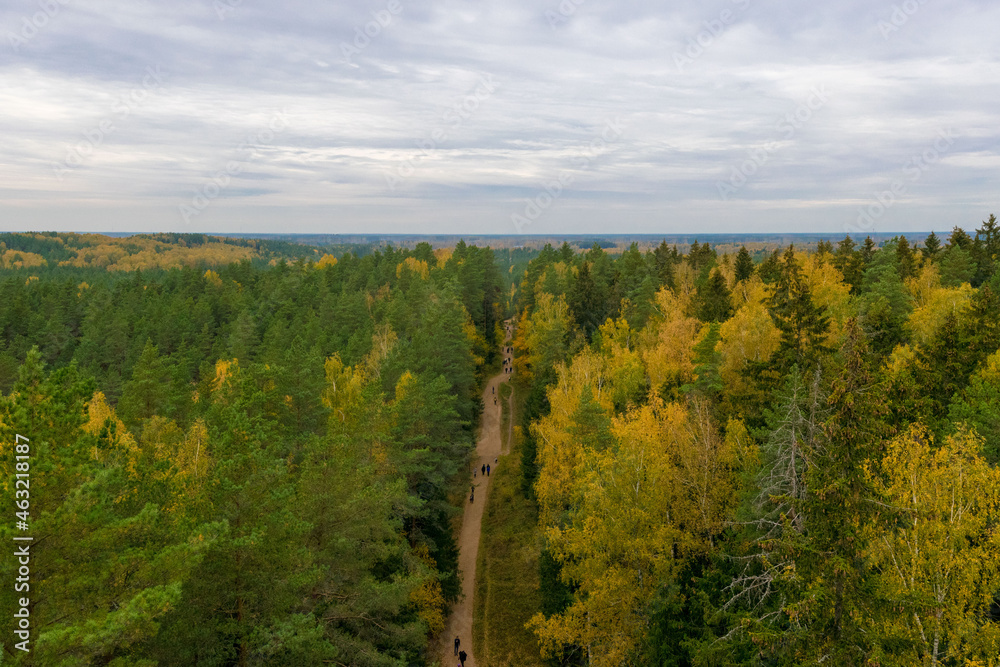 landscape with forest