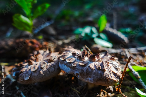 little fresh hedgehog mushrooms in the sun in a forest
