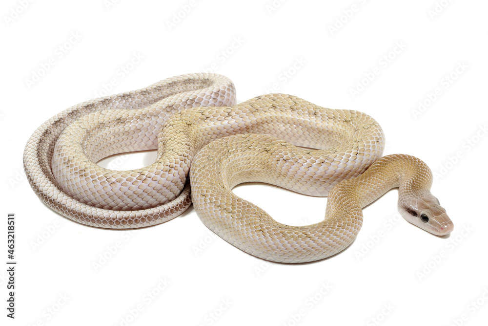 Obraz premium Chinese beauty snake (Elaphe taeniura taeniura) on a white background