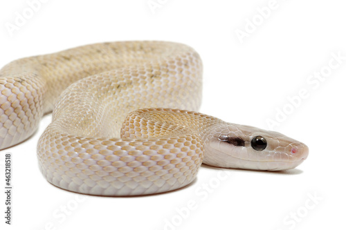 Chinese beauty snake (Elaphe taeniura taeniura) on a white background