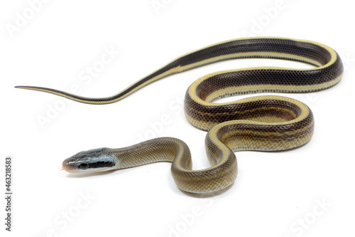 Taiwan beauty snake (Elaphe taeniura friesei) on a white background