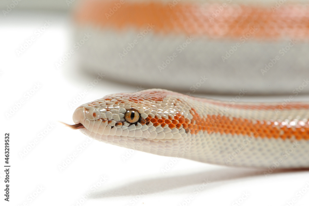 Fototapeta premium Coastal rosy boa (Lichanura trivirgata roseofusca) on a white background