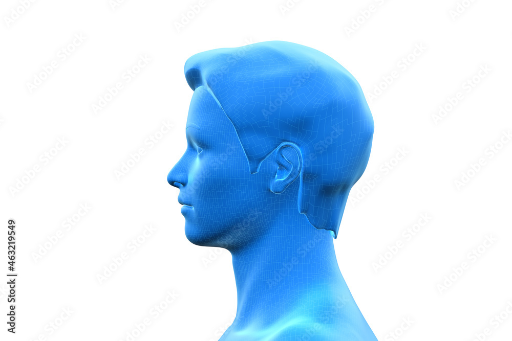 Man, Head of Human Male, 3D Man, Head of Human Male, 3D