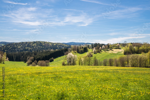 Landschaft im bayerischen Wald mit Blick zu dem Funkturm Brotjacklriegel mit einer Blumenwiese im Vordergrund, Deutschland