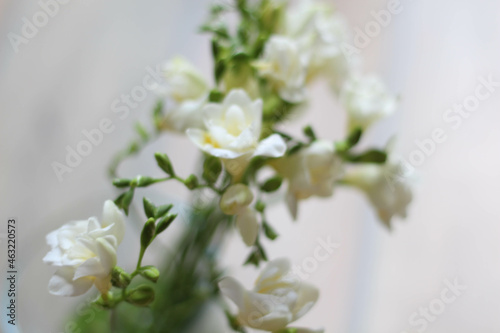 Spring season concept. Still Life. Womans or Mothers Day greeting card. Beautiful white freesias. Bouquet of a flowers. Freesia symbolizing innocence and friendship. Spring template. Greetings card id