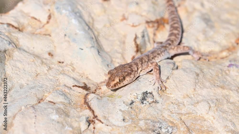 Close up cute small Even-fingered gecko or Alsophylax pipiens Close up cute small Even-fingered gecko or Alsophylax pipiens