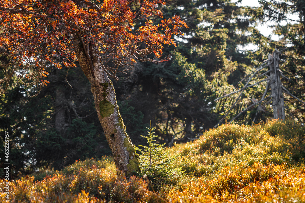 Rowan tree and young spruce tree in autumn nature scenery. Fall season in mountain forest with blueberry bushes Rowan tree and young spruce tree in autumn nature scenery. Fall season in mountain forest with blueberry bushes