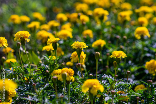 Marigold flowers in the garden © Anna Bogush