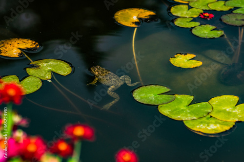 Fat frog in the pond