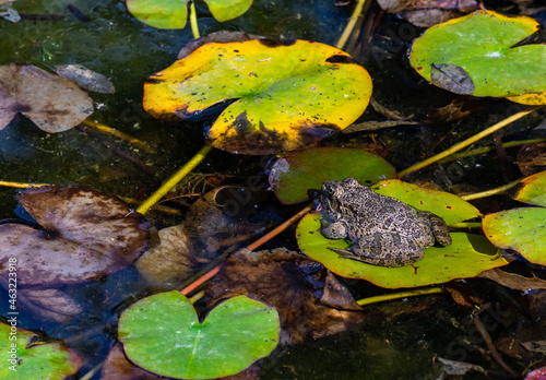Fat frog in the pond